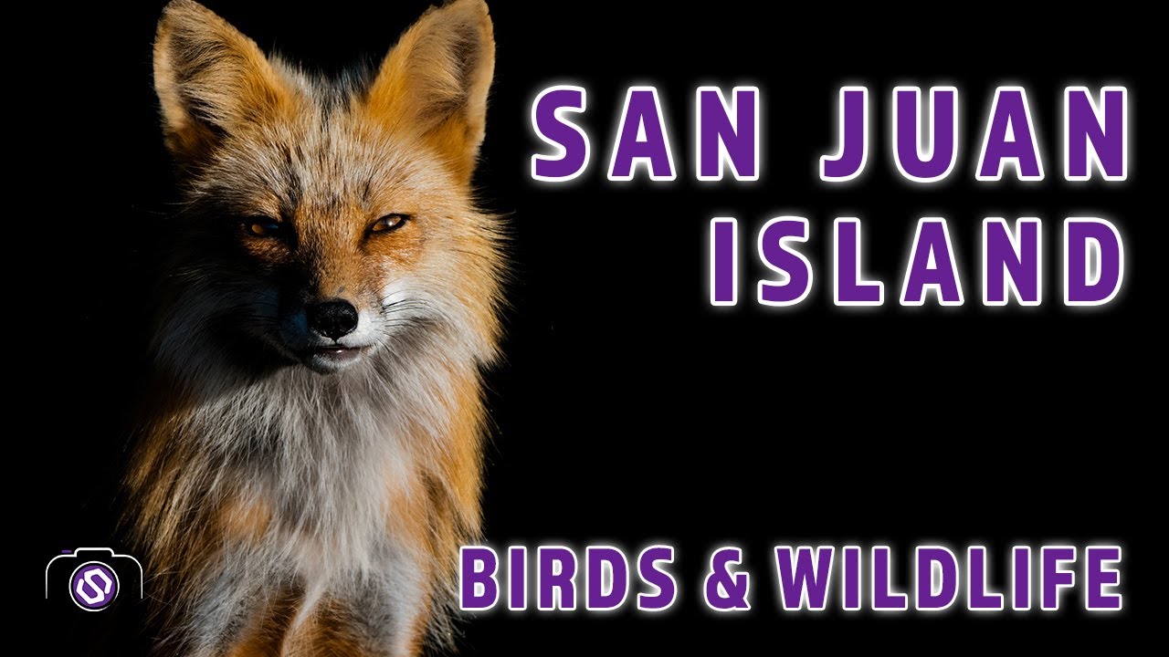 San Juan Island Birds and Wildlife – Nikon Z8, Nikkor Z 180-600