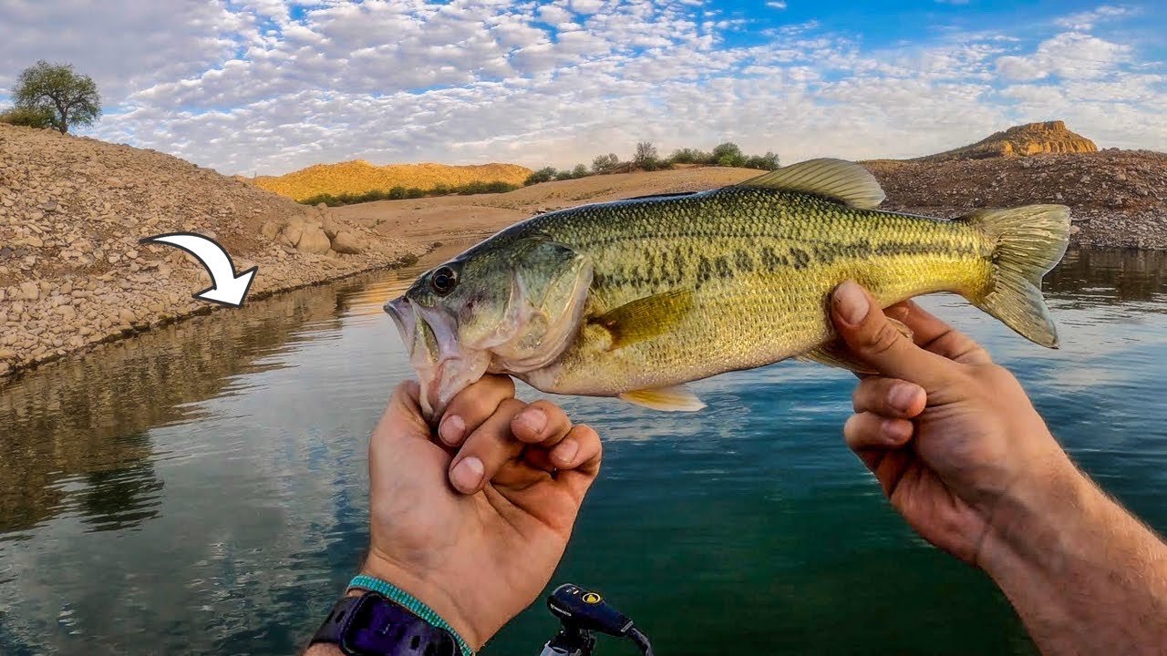 Fishing a DESERT Lake for Bass - Boat Fishing in the Southwest (Bartlett Lake)