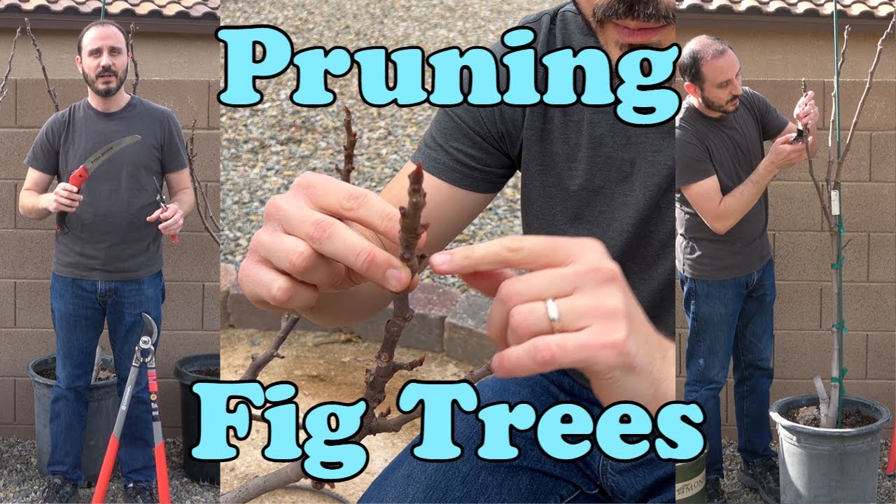 Pruning Fig Trees - Why, When and How