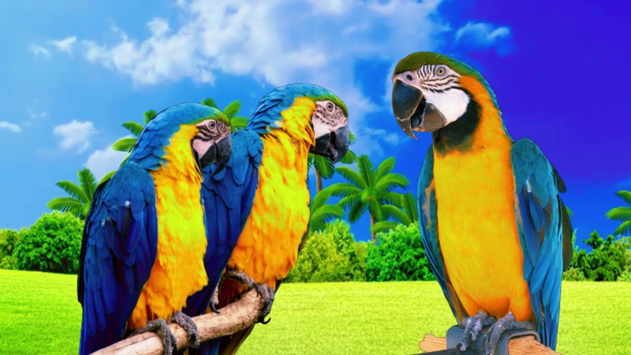 CANTO DA ARARA CANIND&Eacute; NA NATUREZA MUITO LINDO