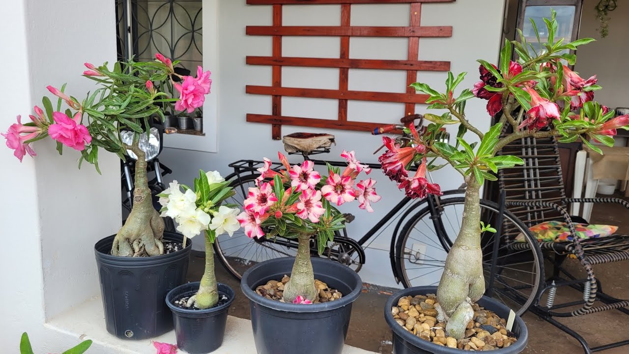 Jardim vertical de madeira #jardim #plantas #orquideas 