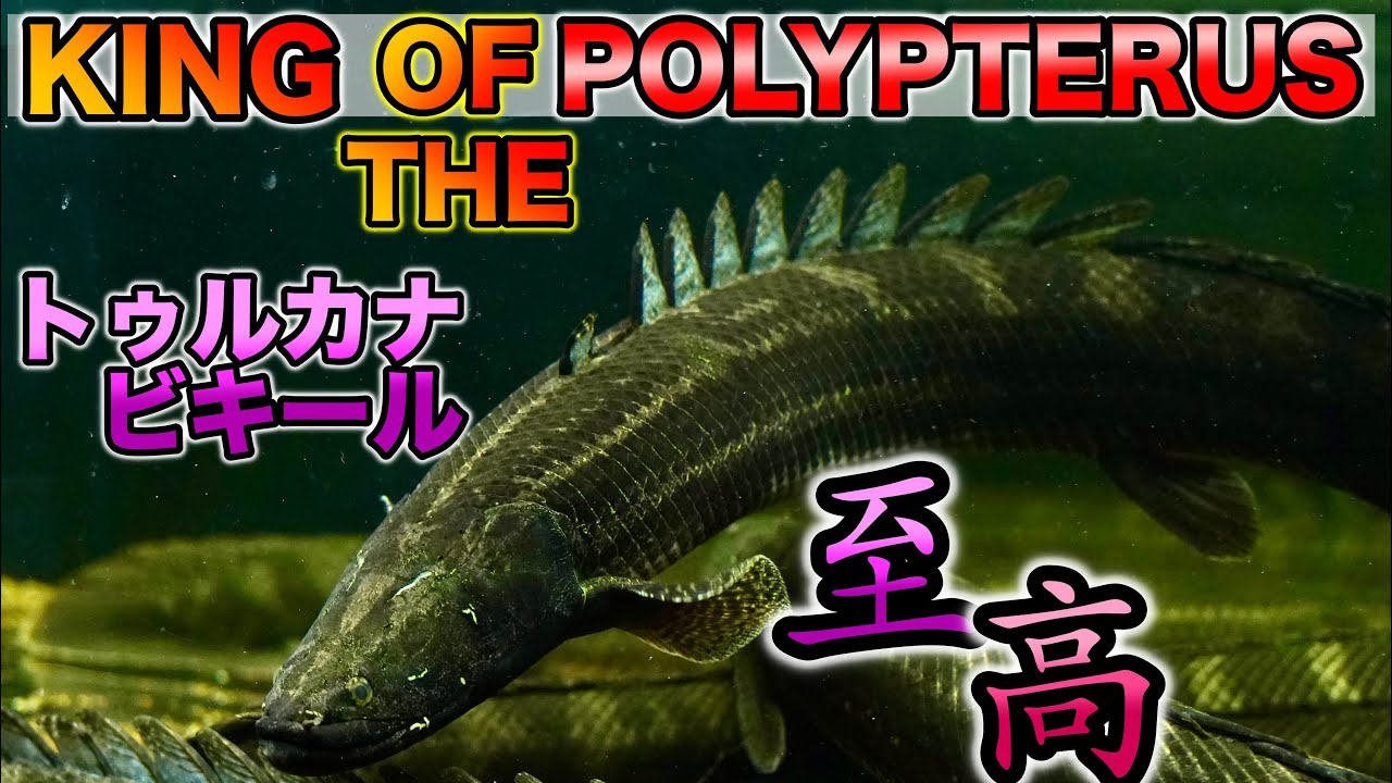 youtube初！マニアの憧れ！キングオブ ザ ポリプ『トゥルカナビキール』現地映像から奇跡のような群泳映像「わいるどもん』Polypterus bichir bichir　Turkana