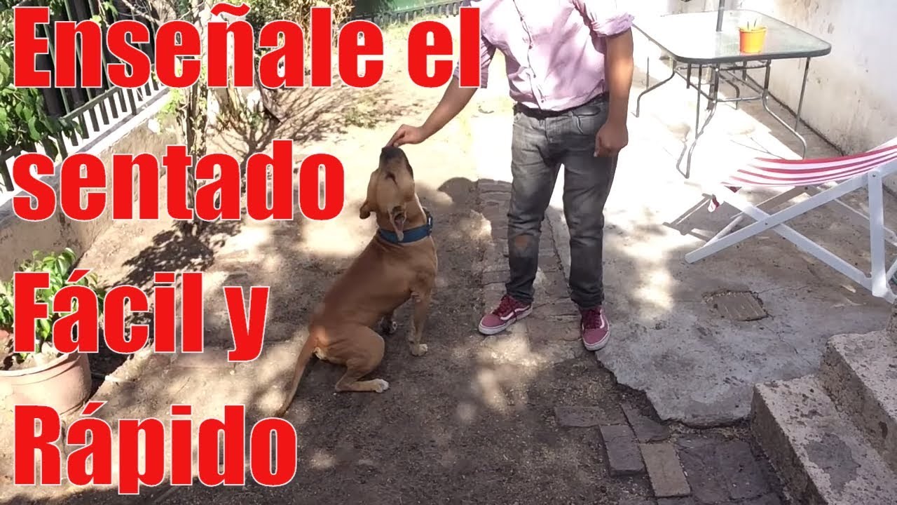 CLASE DE ADIESTRAMIENTO  EL SENTADO