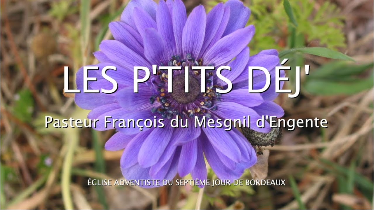 903 - Les P'tits déj' spirituels - Heureux l'homme qui procure la paix - Matthieu 5.9