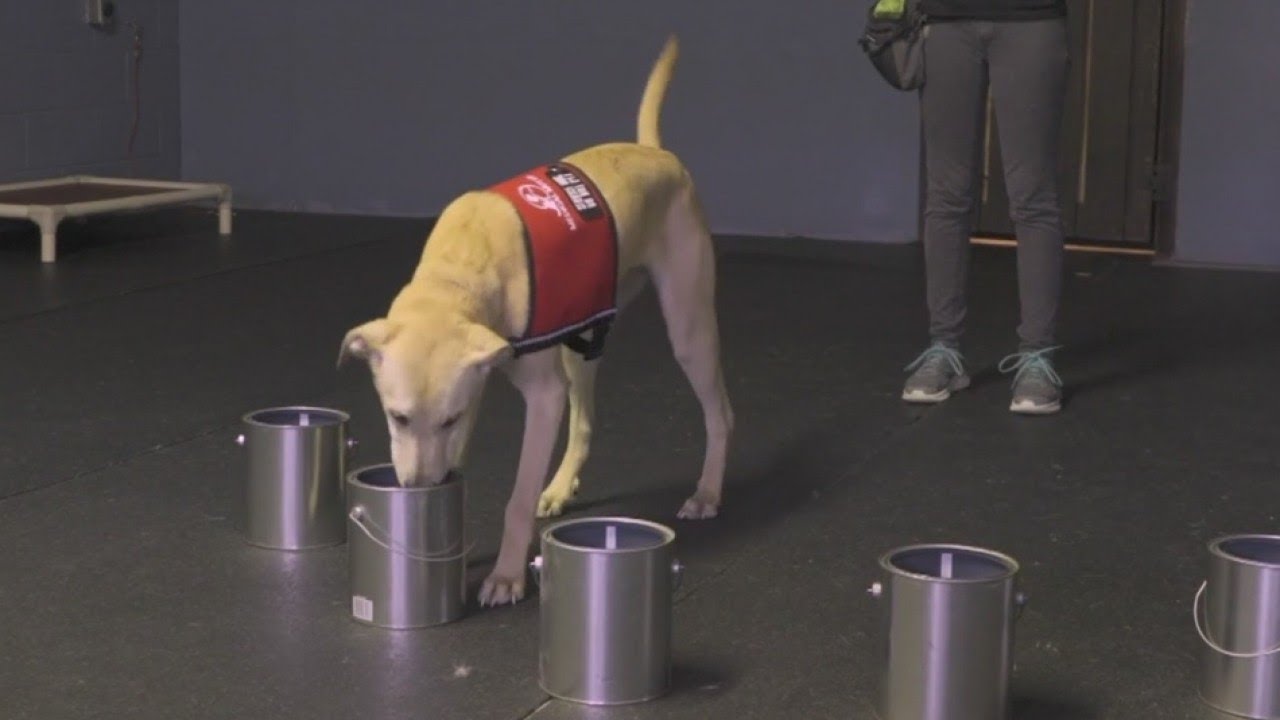 Pet Pals TV: Training dogs to detect seizures before a person has one