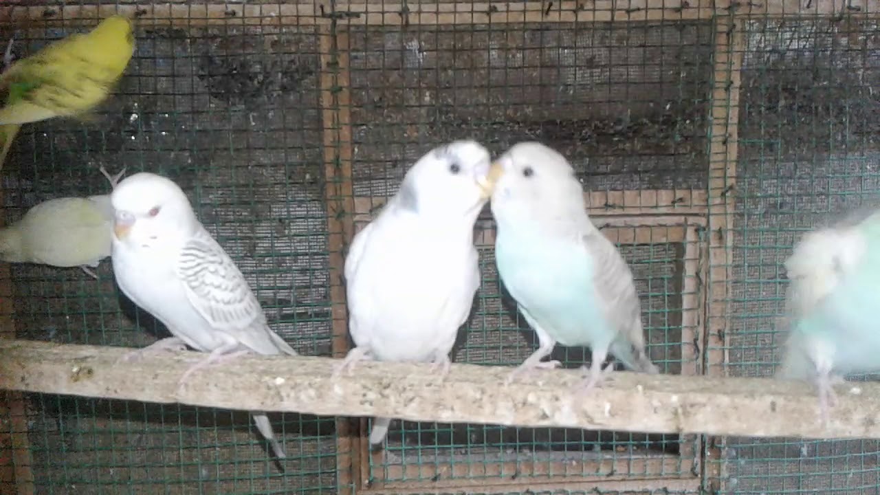 லவ் பேட்ஸ் வளர்க்க இப்படி தேர்வு செய்யவும்