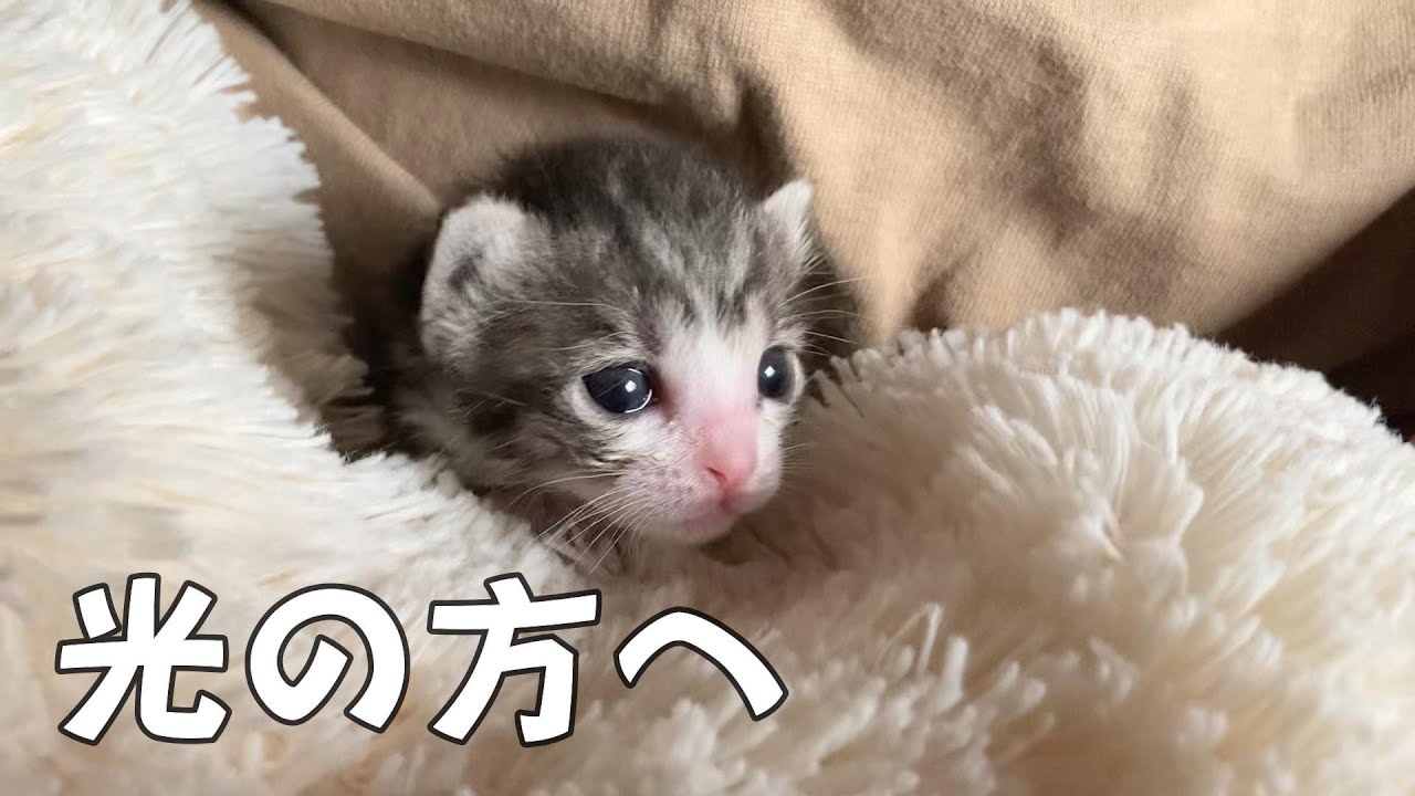 №2 Котенок, впервые открывший глаза, был таким милым