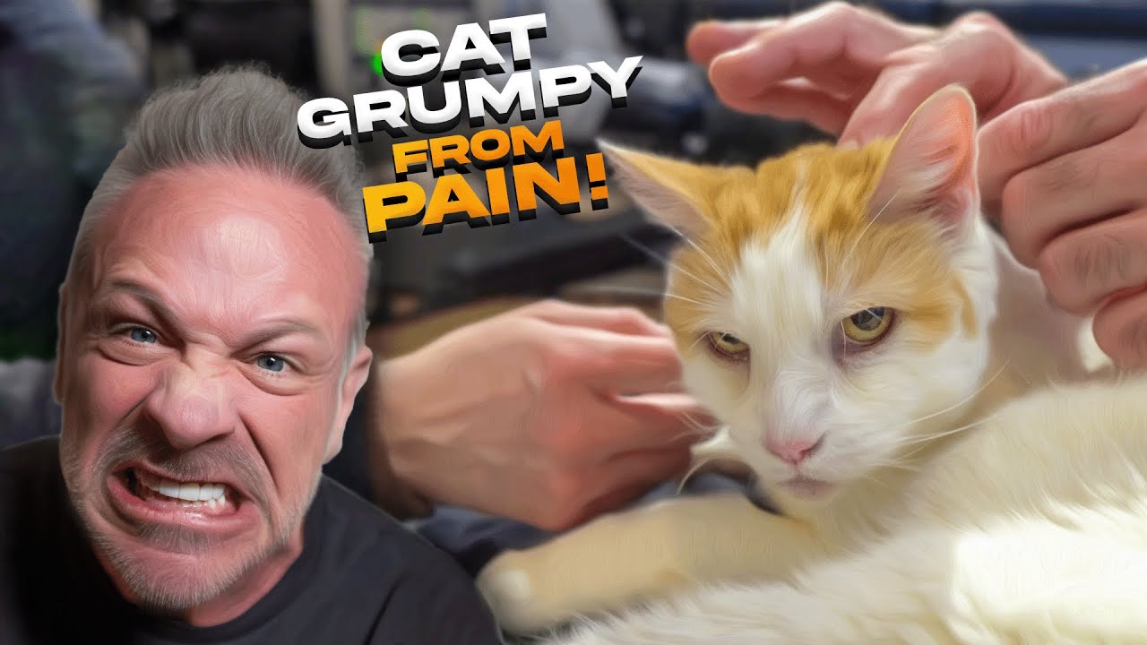CANCER CAT gets RELIEF for ACHES and PAINS through CHIROPRACTIC CARE!