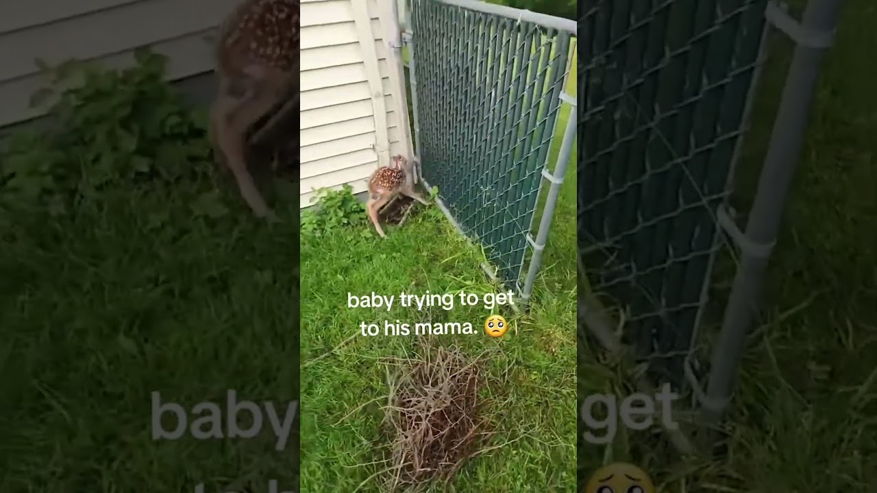 Woman Helps Baby Deer Reunite With Its Mother