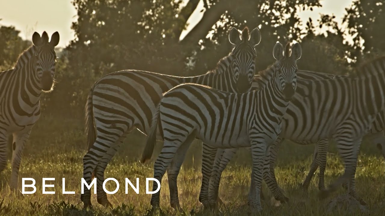 Dawn in Botswana | First Light | Belmond Safaris