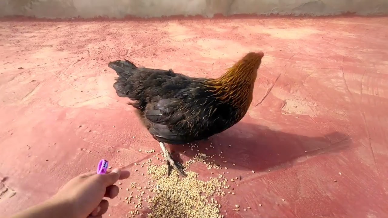 تربية دجاج البلدي احسان دواء طبيعي لعلاج الكساح عند دجاج🐓🦃🐓تهليت في القطة🐱🐱