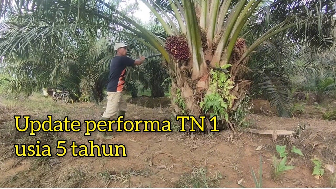 Update sawit TN 1 usia 5tahun
