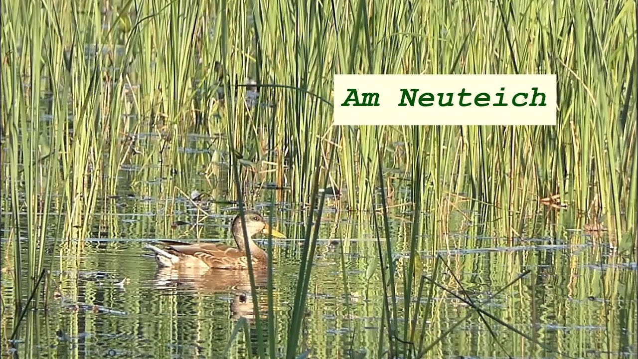 In der Umgebung des Campingplatzes Oberau beobachtet (4) - Am Neuteich   (Anfang September)