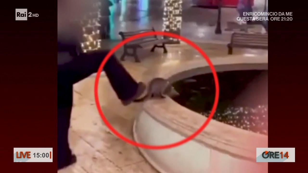 Gatto gettato in una fontana e ucciso nel barese, denunciata 16enne - Ore 14 del 15/01/2024