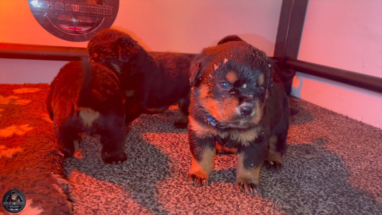 3 Weeks Old Rottweiler Puppies