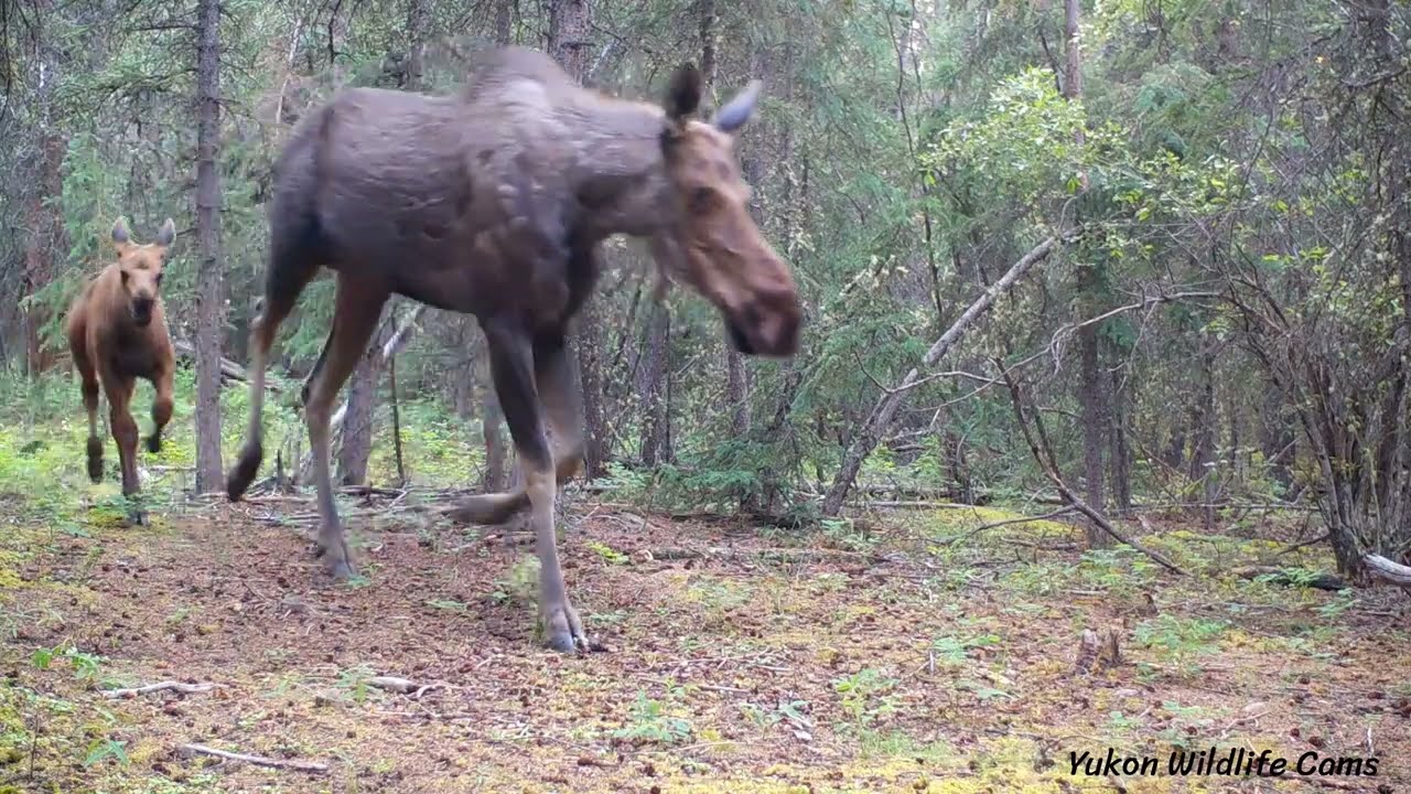 Boreal forest 11 species wildlife compilation