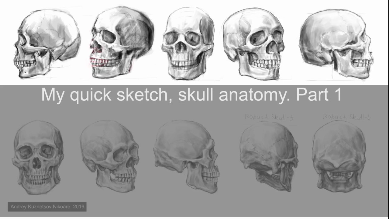 My quick sketch, skull anatomy, part-1