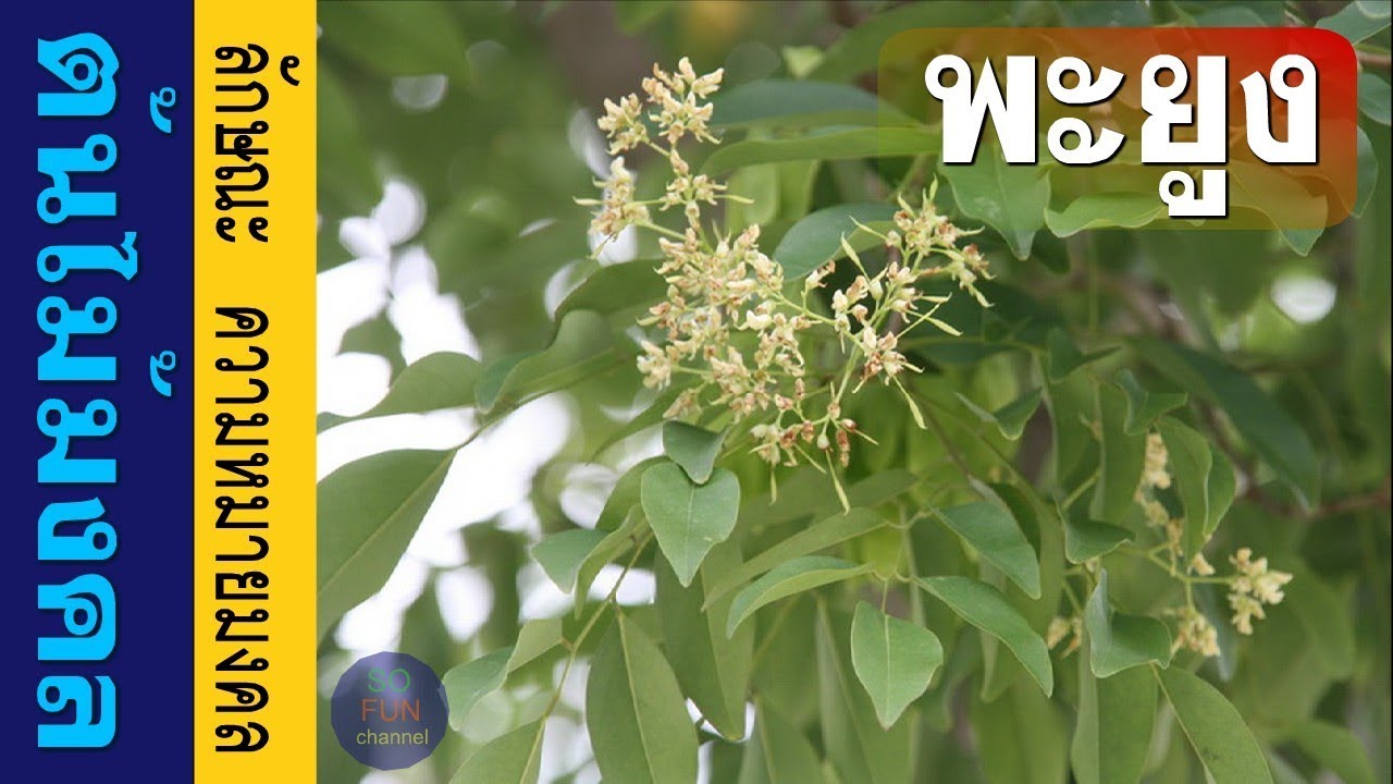 ต้นไม้มงคล - ต้นพะยูง ลักษณะและความหมายมงคลเสริมดวง