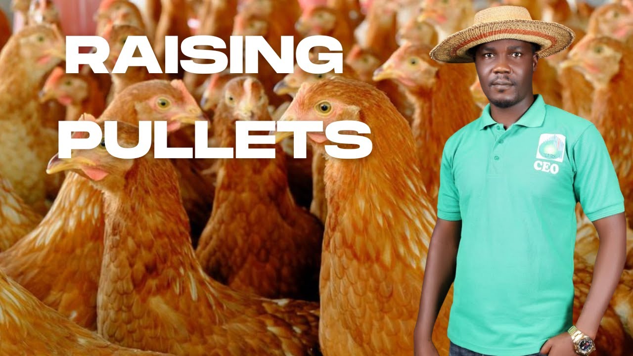 How to Raise Layers Poultry Birds (Beginners Guide)