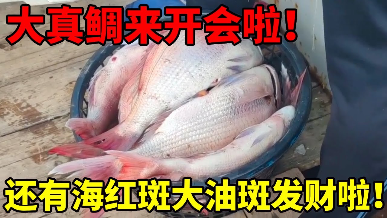6000大网遇数80条大货！还有海红斑和龙虾！发大财啦！