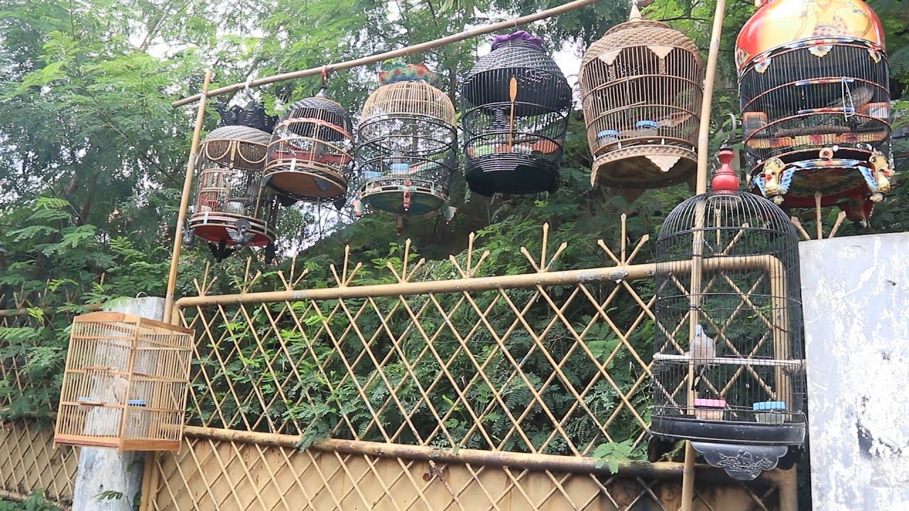 AYO PILIH! PERKUTUT LOKAL SPEK LOMBA GACOR NGAYER  ASLI ALAS JATI