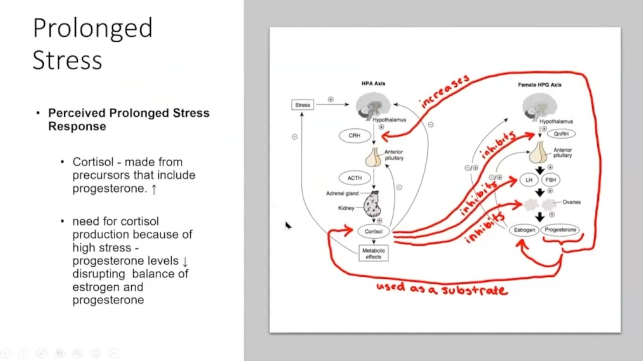 Estrogen & Hormone Balance Final
