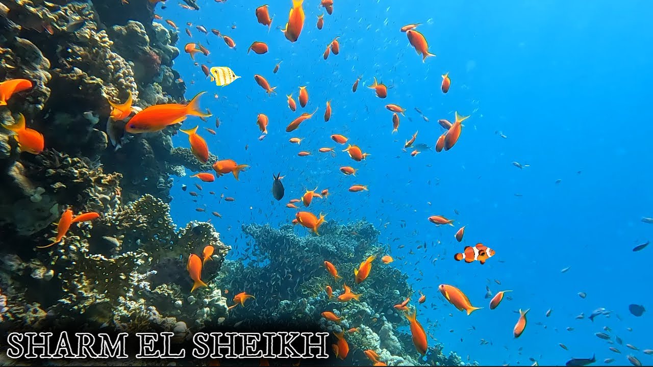 Buceo en el MAR ROJO🐠 Sharm El Sheik en 4K