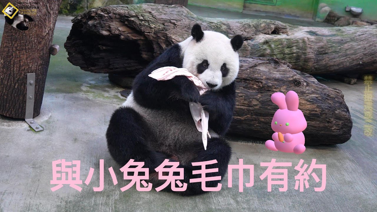 20250825 圓仔與小兔兔毛巾的親密接觸 The Giant Panda Yuan Zai