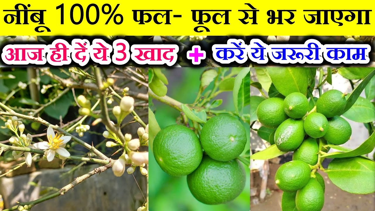 नींबू पर भर भर के फल आएंगे| Liquid Fertilizer for Lemon Plants|| Organic fertilizer for lemon plant