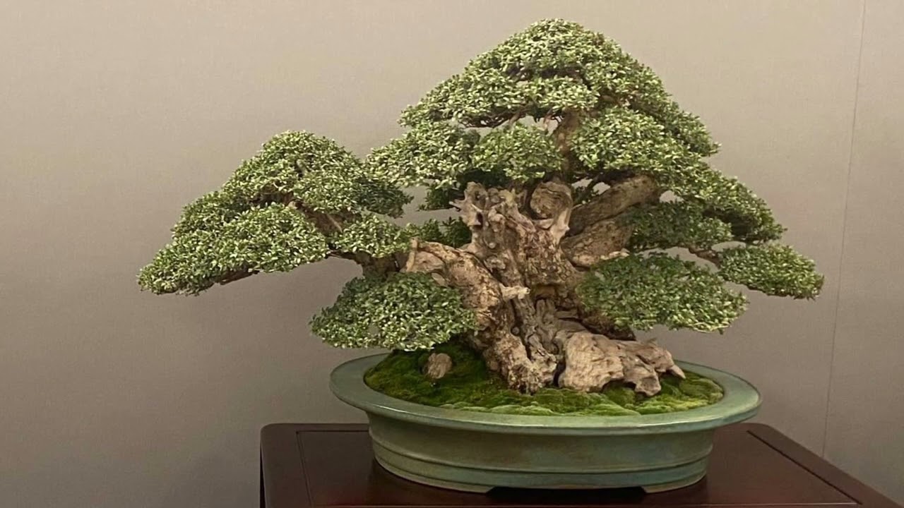 Fantastic Trees from the V-UBE Bonsai Show Madrid 🇪🇸 2024