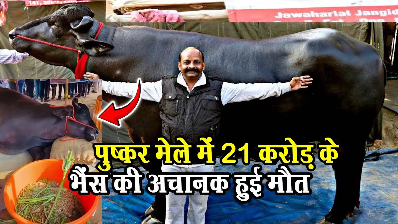 पुष्कर मेले में 21 करोड़ के भीम ने दुनिया को कहाँ अलविदा, मेलें में छाया मातम