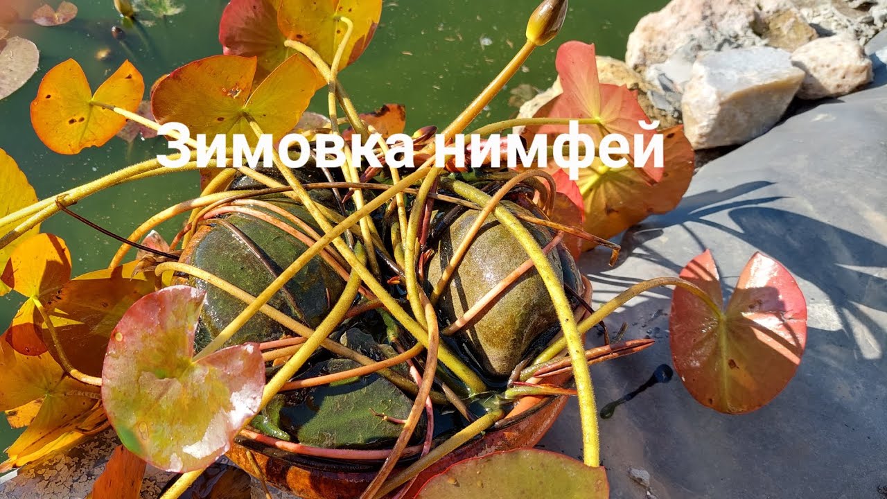 Зимовка нимфей.