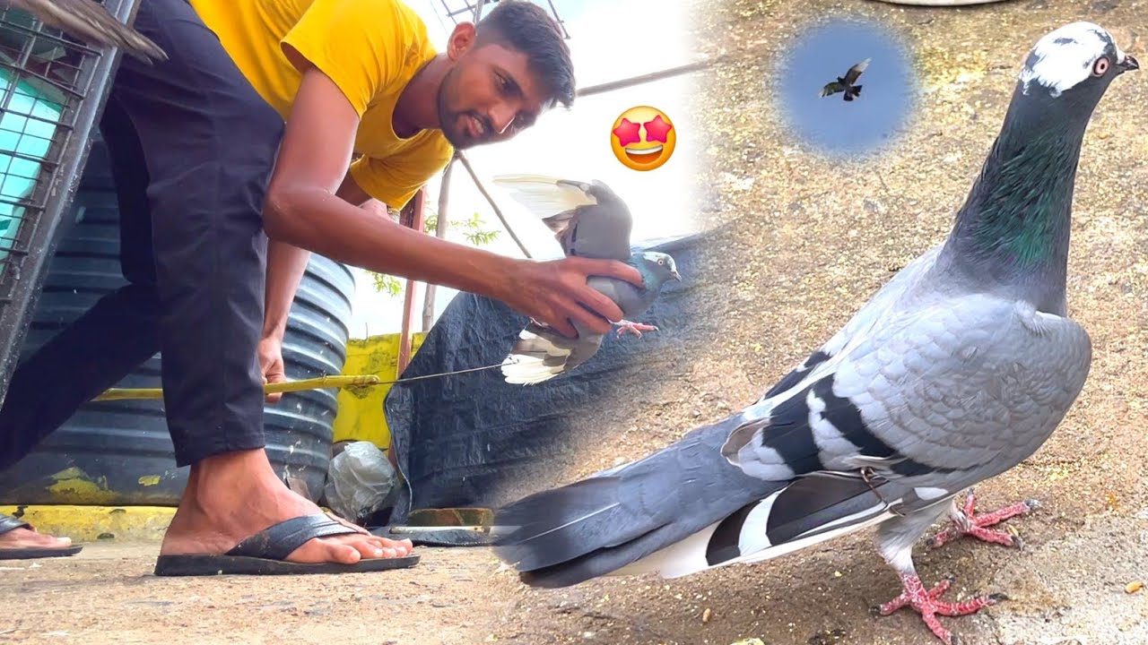 Dobaz Kabootar Pakda Aaj🥳