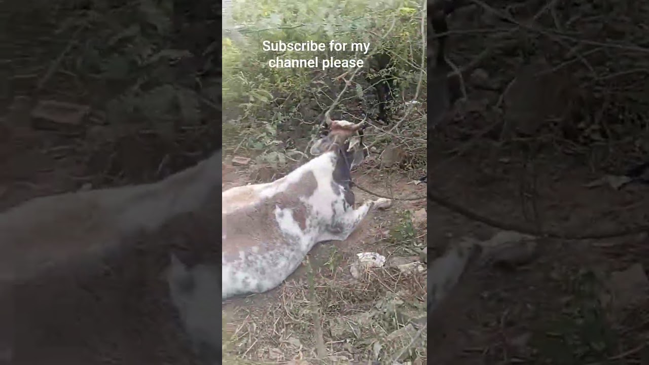 my daily life vlog cow routine