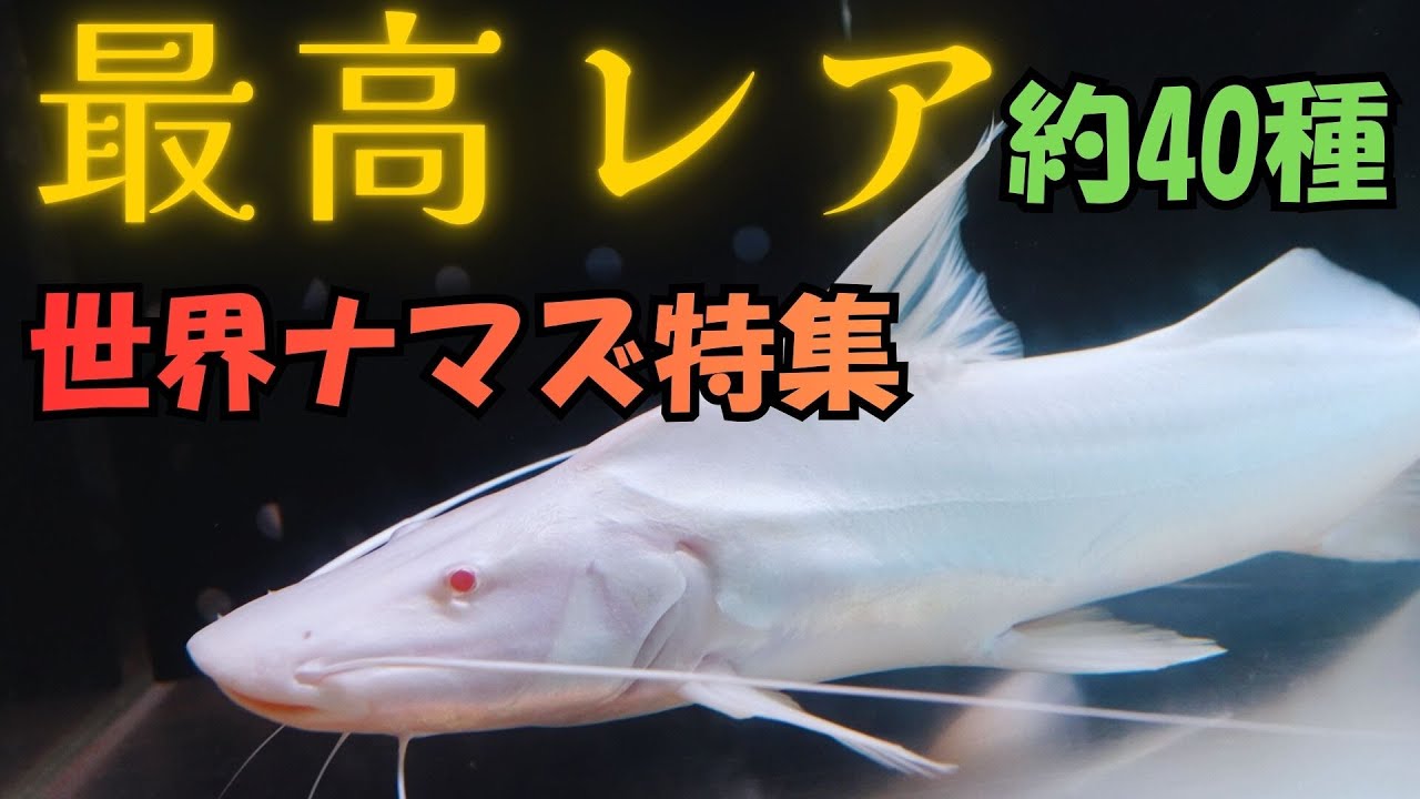 特集‼️超最高レア『ナマズ』WILDアルビノピラムターバ〜『タイガーシャベル』『メコンオオナマズ』『ピライーバ』大型プレコ 大量のキャットフィッシュ　[東京アクアショップ ツーウェイ]