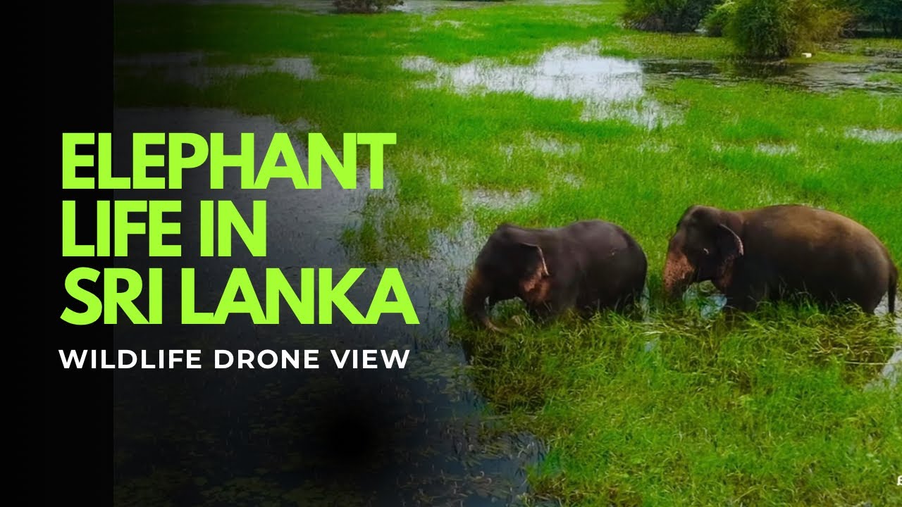 Sri Lanka Wild Elephants in Water | Aerial Drone View | Visit Sri Lanka | Dji neo2 footage 