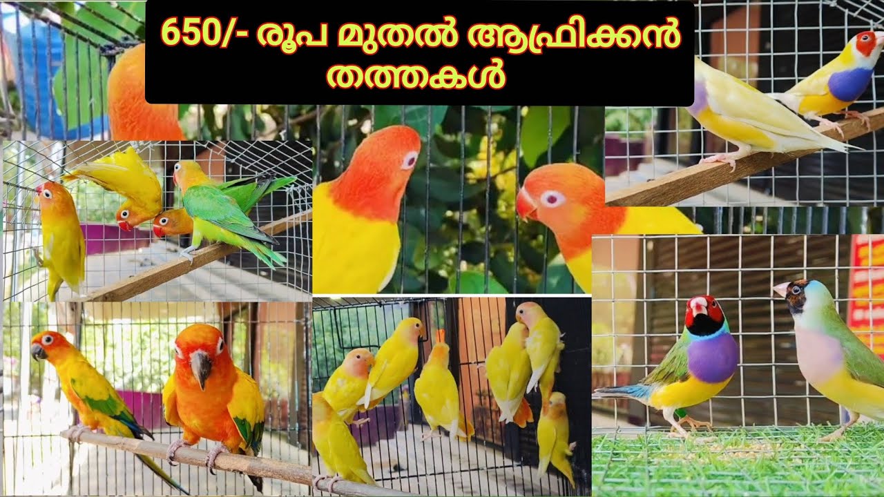 650/- രൂപ മുതൽ ആഫ്രിക്കൻ തത്തകൾ 