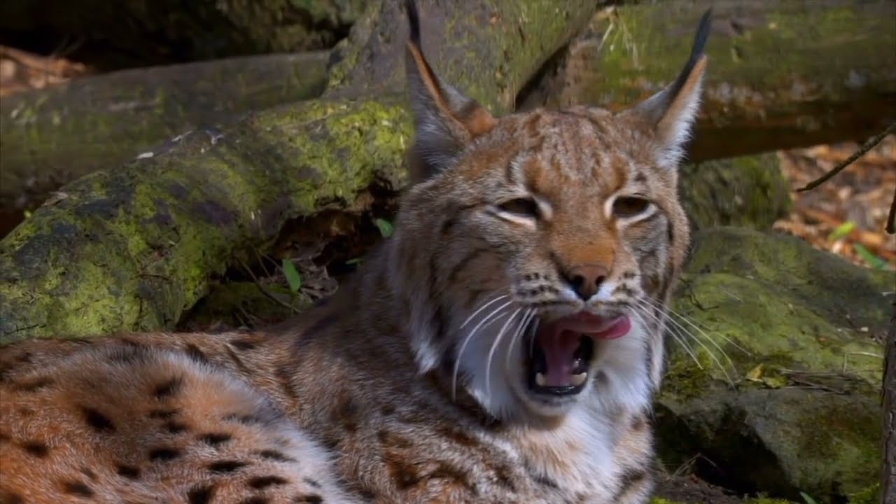 Four Wild Animals You’ve Never Seen Together! 🌿🦁🐺🐉🐒#viralvideo