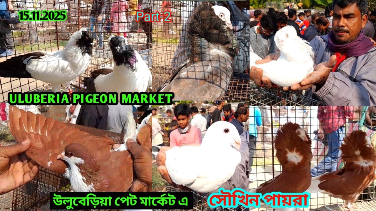 Recent exotic fancy pigeon price update on 15.11.25 at Uluberia pigeon market #pigeon