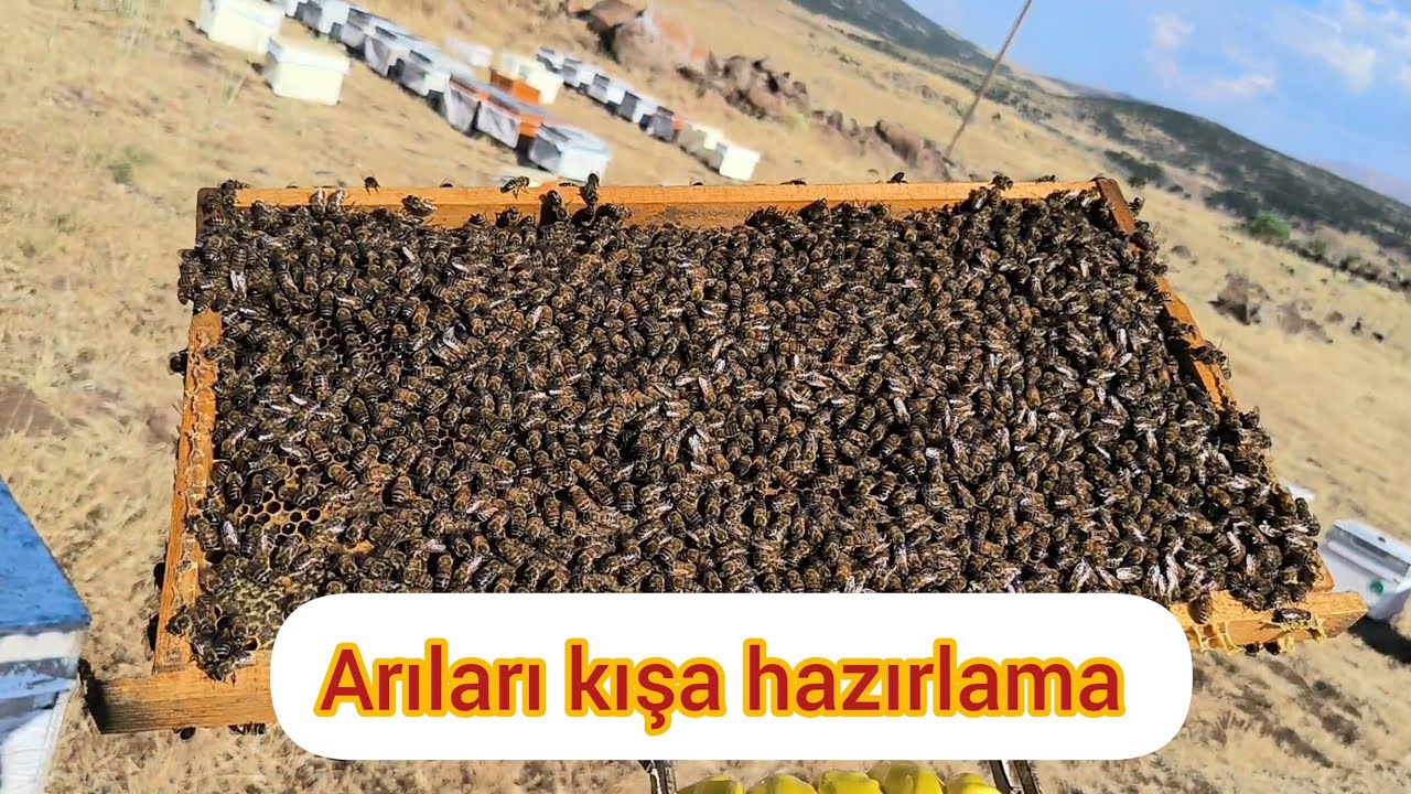 Bal sağım sonrası  yapılması gerekenler... (KAYIPSIZ KIŞ İÇİN)