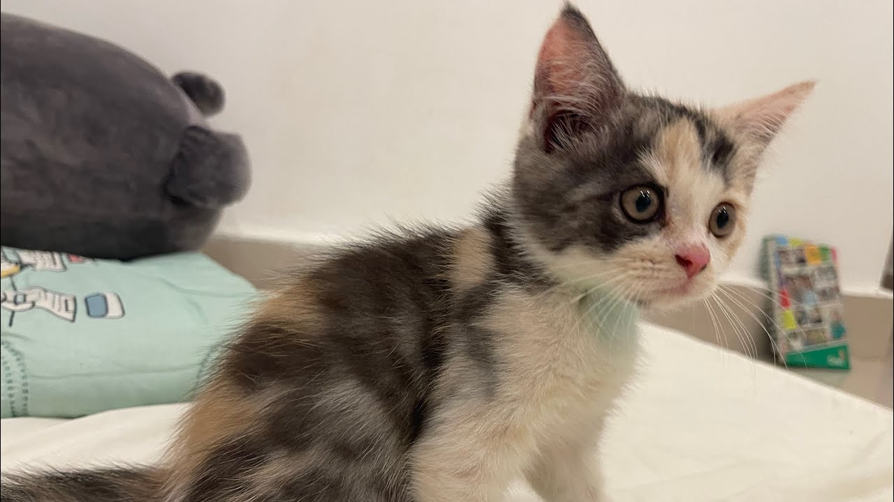 Cat cat so lovely 😻