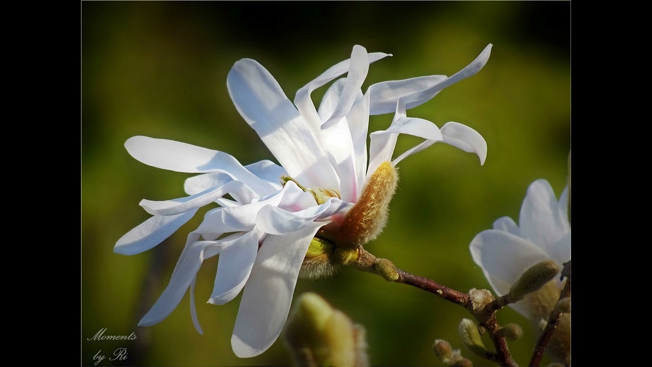 Am Sofa von Freud ... ~ Uschi Rischanek