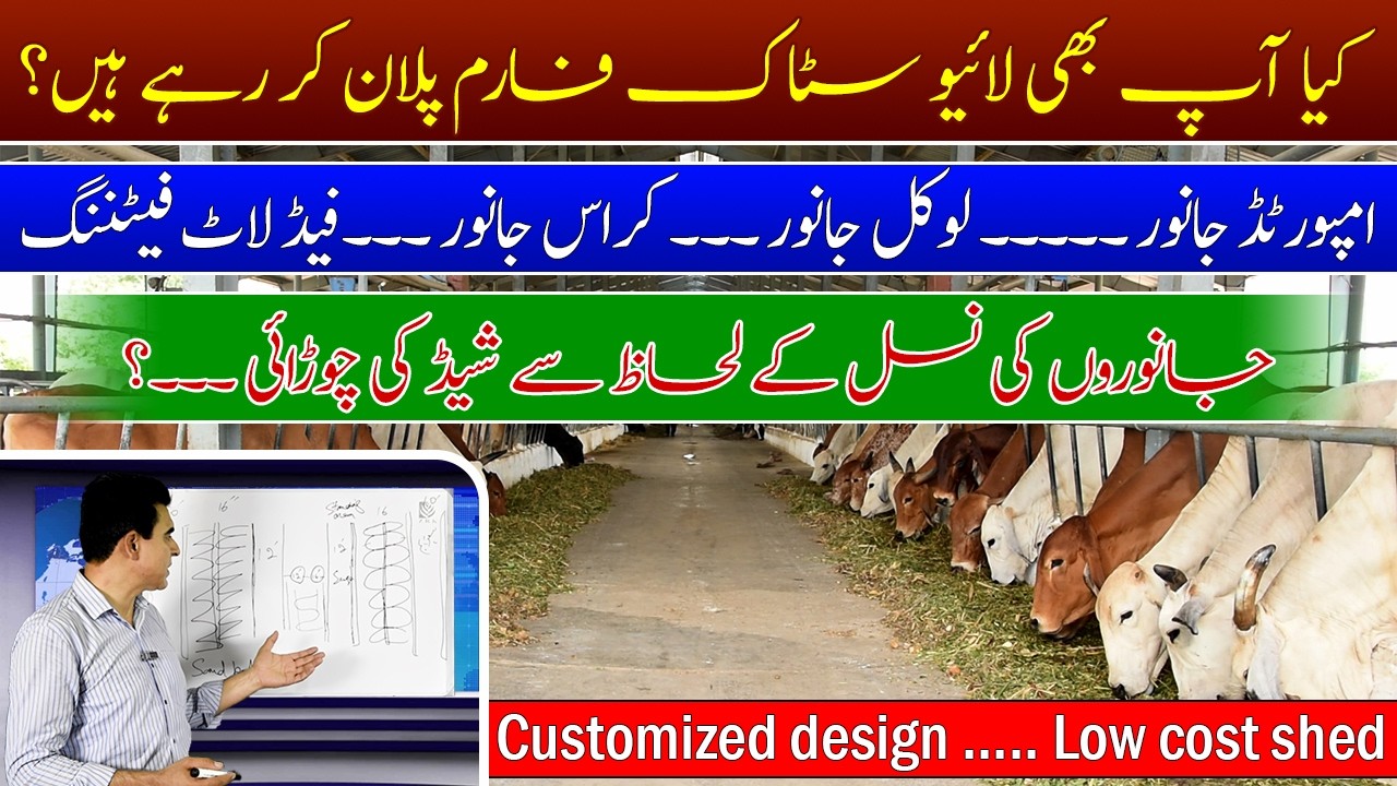 How to determine shed width| dairy & fattening shed designing| شیڈ کی چوڑائی کا تعین کیسے کریں؟