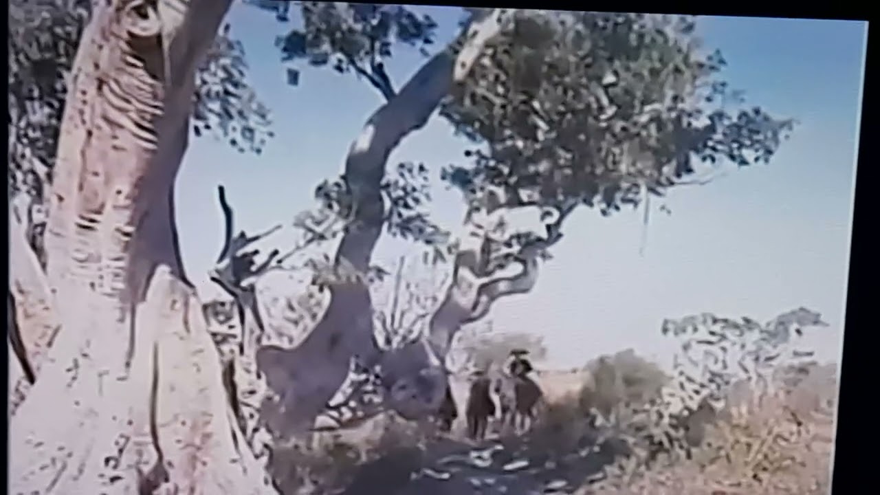 Un clásico de películas el aventurero