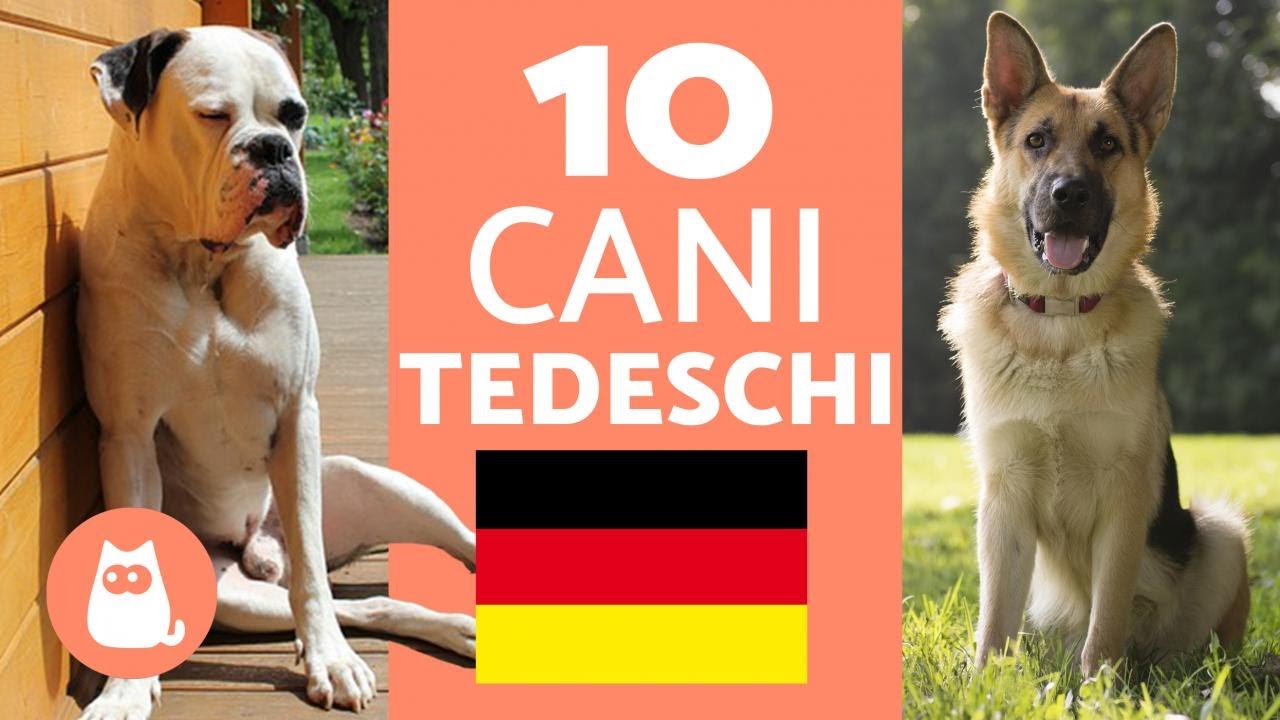 TOP 10 razze di cani TEDESCHI - Caratteristiche e curiosità!