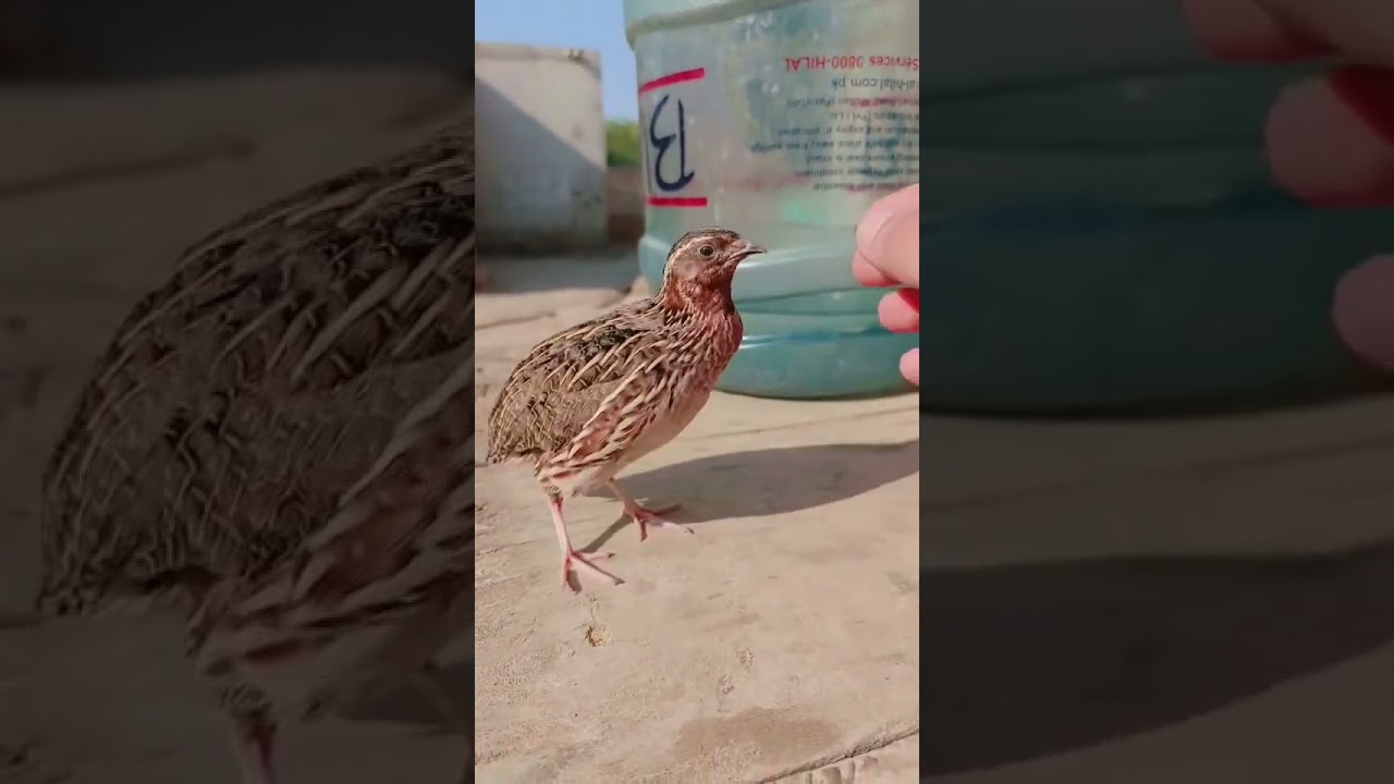 quail sound|batair ki awaz|desi batair ki awaz|quail|quail mp3|quail audio|quail bird|desert quail