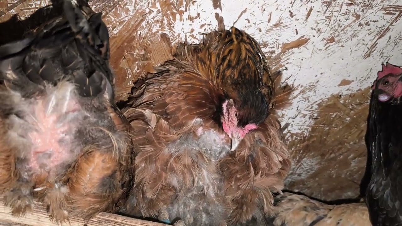 Вечернее кормление и сбор яиц 🥚