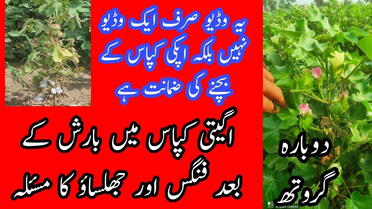 اگیتی کپاس میں فنگس اور جھلساؤ کا مسئلہ || Hum Kissan Hamara Pakistan