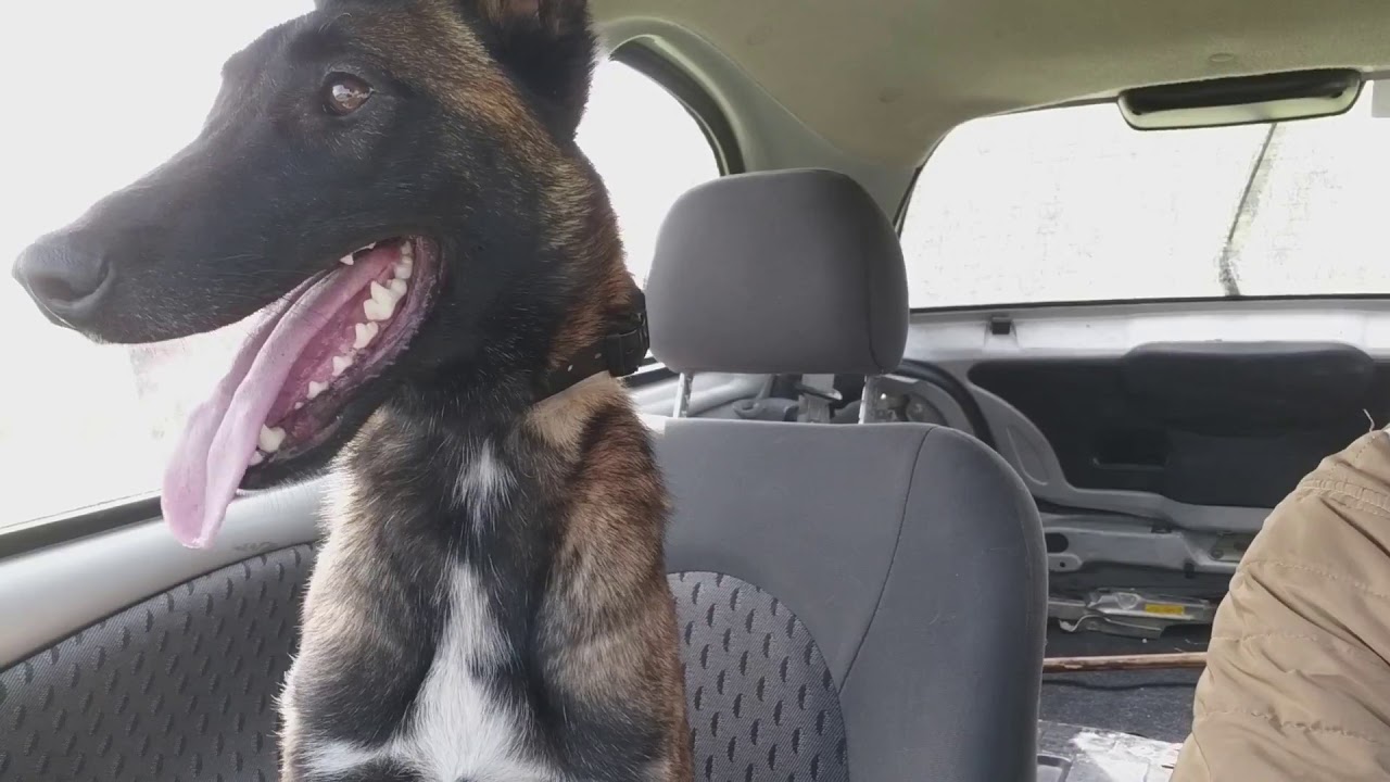 Perro de guardia y protección defensa en un asalto.