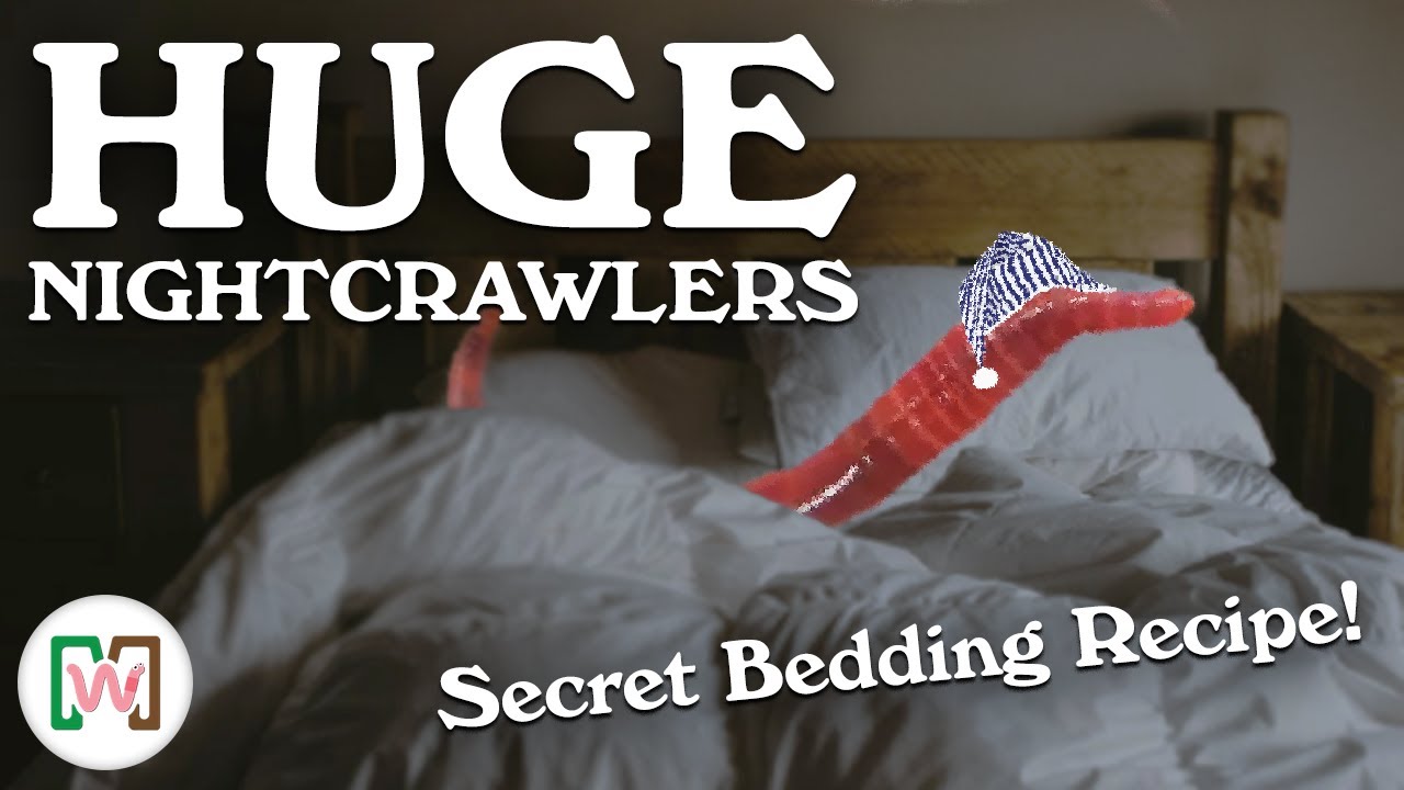 How to Create bedding  for European Night crawlers  Worms That Is Guaranteed to Get Results